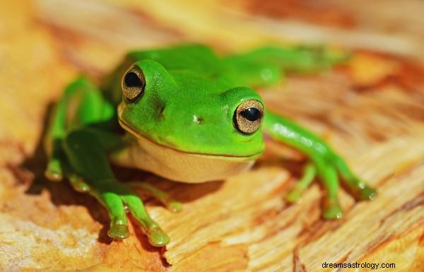 妊娠中にカエルの夢を見る