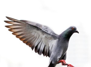 Que signifie rêver de pigeons ?