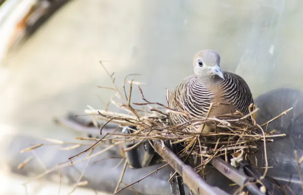 Que signifie rêver de pigeons ?