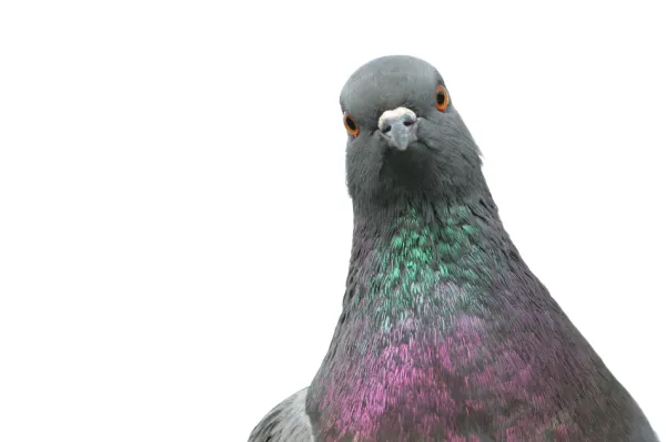 Que signifie rêver de pigeons ?