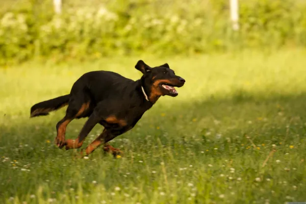 犬が噛む夢の意味は?