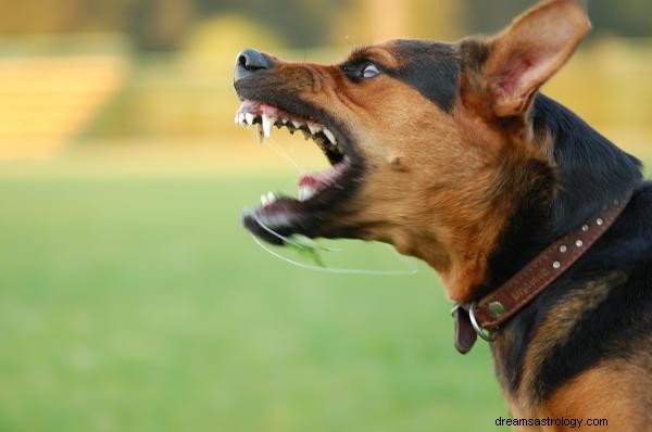 犬が噛む夢の意味は?