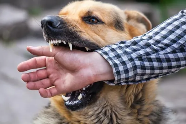 犬が噛む夢の意味は?