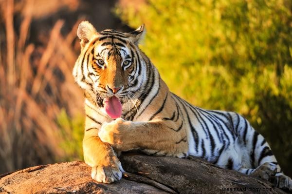 Hvad betyder det at drømme om tigre?