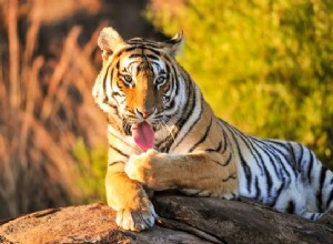 Que signifie rêver de tigre ?