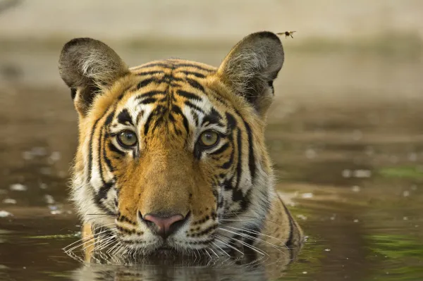 Was bedeutet es, von Tigern zu träumen?