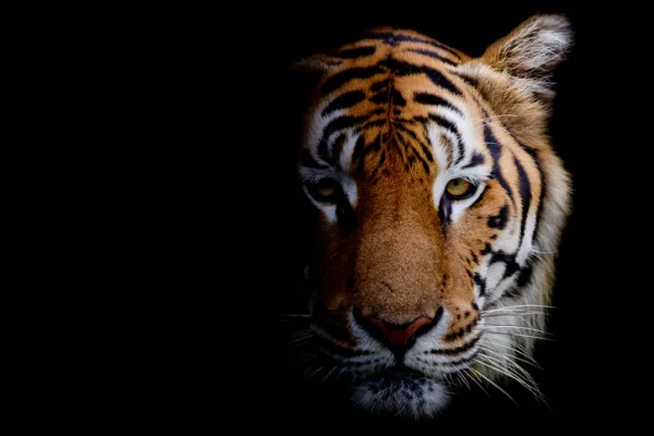 Was bedeutet es, von Tigern zu träumen?
