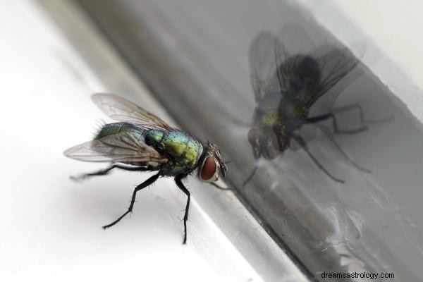 O que significa sonhar com mosca?