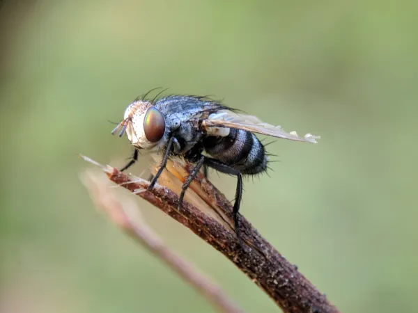 Was bedeutet es, von Fliegen zu träumen?