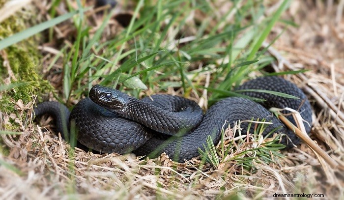 Dekódování černého hada ve vašich snech:Symbolismus a význam 