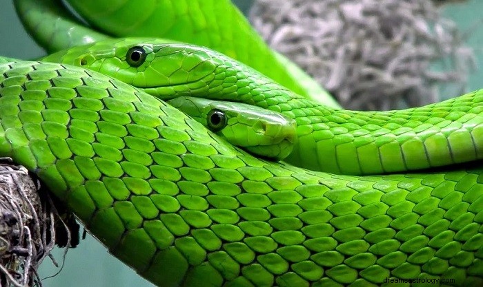 Dekódování snů zeleného hada:Pozitivní symbolika a význam 