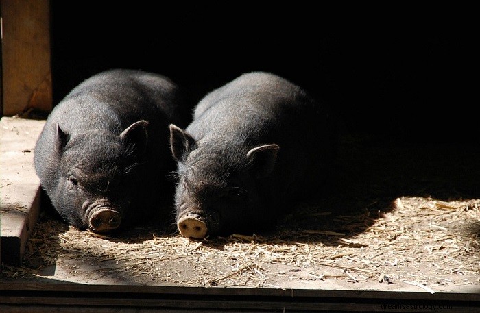 Decoding the Dream of a Black Pig:Symbolic Insights &Business Implications 