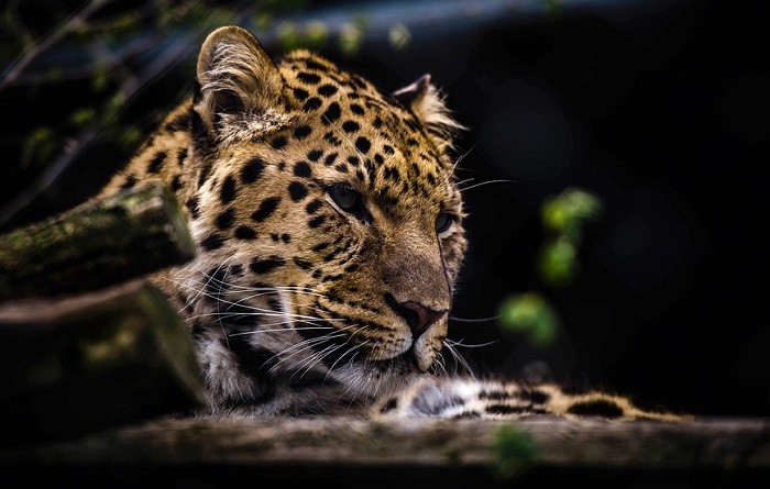 Biblický význam leopardích snů:Odemykání duchovních zpráv 