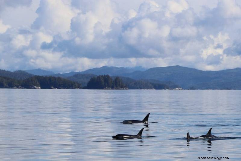 Odemknutí duchovního významu Orca Dreams:Síla, ochrana a emocionální vhled 