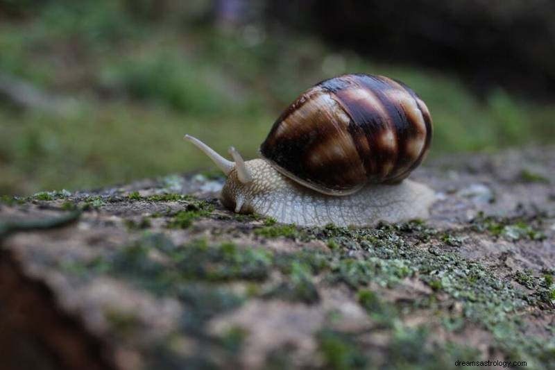 Snění o šnecích:Odhalení duchovního významu a symbolických významů 
