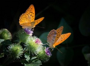 Gemini s Spirit Creatures: 7 Animals That Reflect the Twin Sign s Dynamic Energy