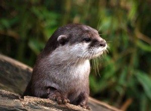 Zodiaque amérindien :découvrez vos 12 animaux totems par date de naissance 