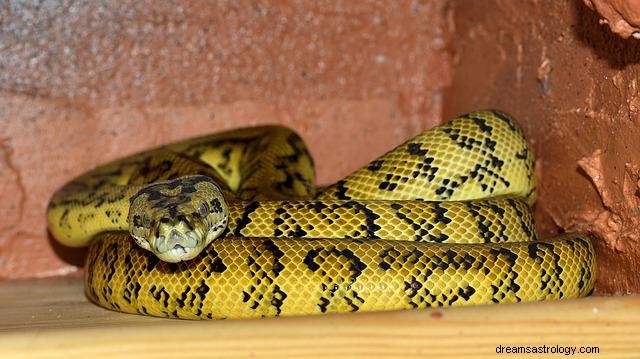 Žlutí hadi ve snech:Dekódování jejich symbolických významů 