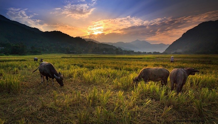 Pochopení Buffalo Dreams:Symbolismus, význam a interpretace 
