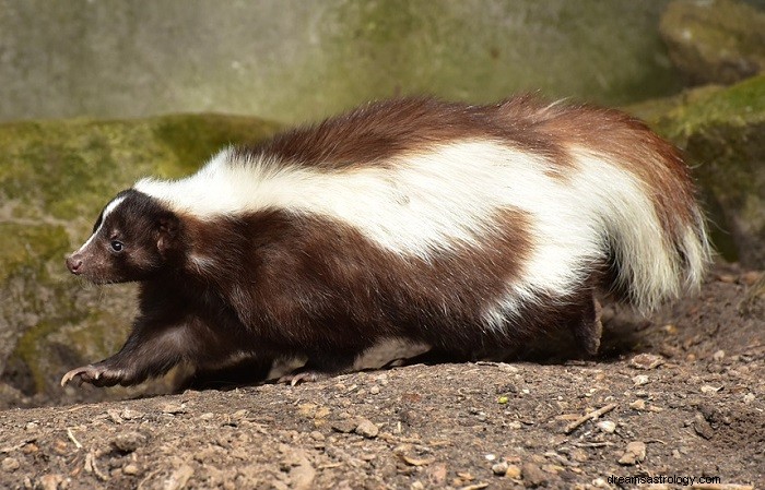 Skunk Dreams:Symbolický význam a interpretace 