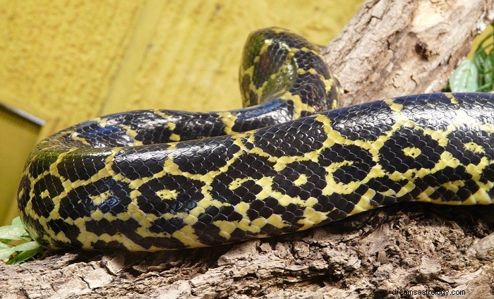 Anaconda Dreams:Dekódování jejich významu a symbolického významu 