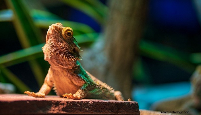 Iguana Dreams:Interpretace jejich symbolických významů a postřehů 