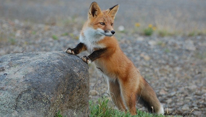 Fox Crossing Your Path:Odhalení jeho duchovního významu 