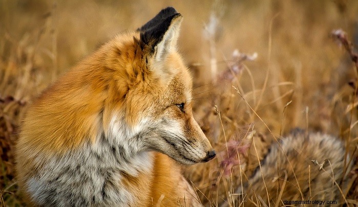 Fox Dreams:Odemknutí jejich symbolického významu a postřehů 